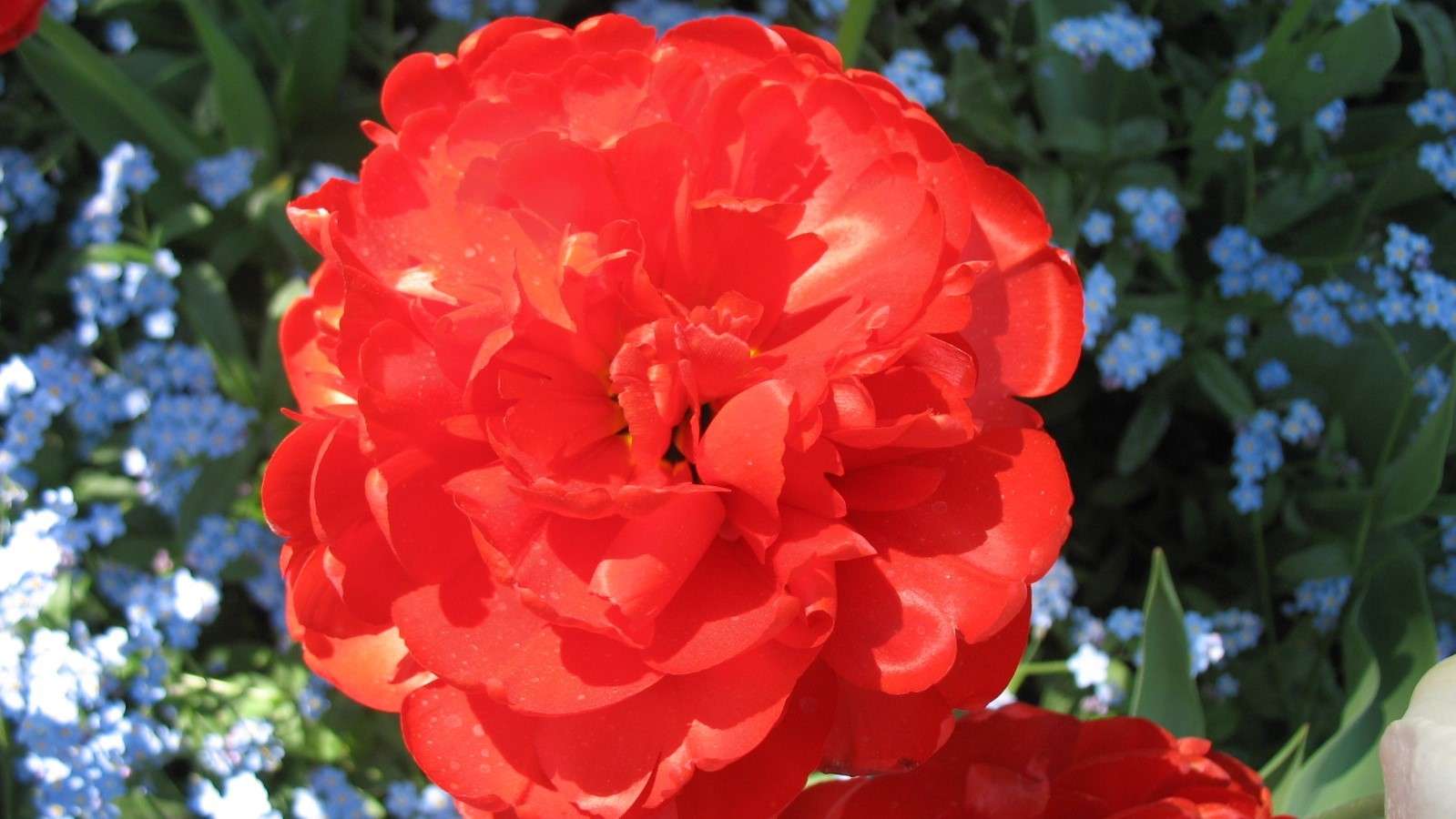 Czerwony kwiat puzzle online