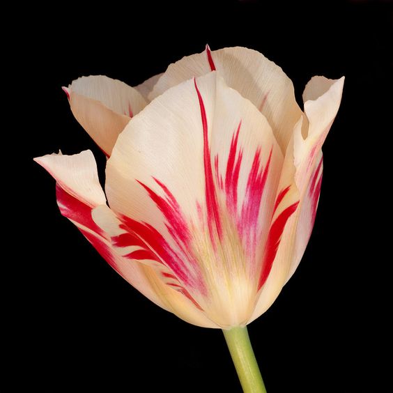 tulipan z ogródka puzzle online