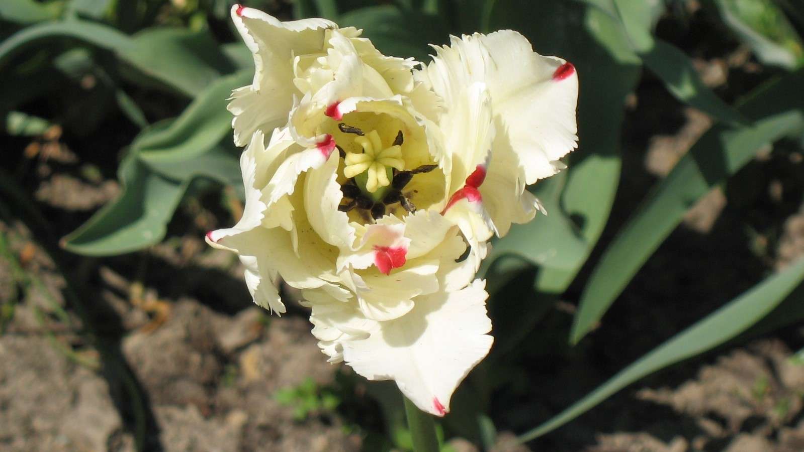 Eine Tulpe aus einem Garten in Puzzle
