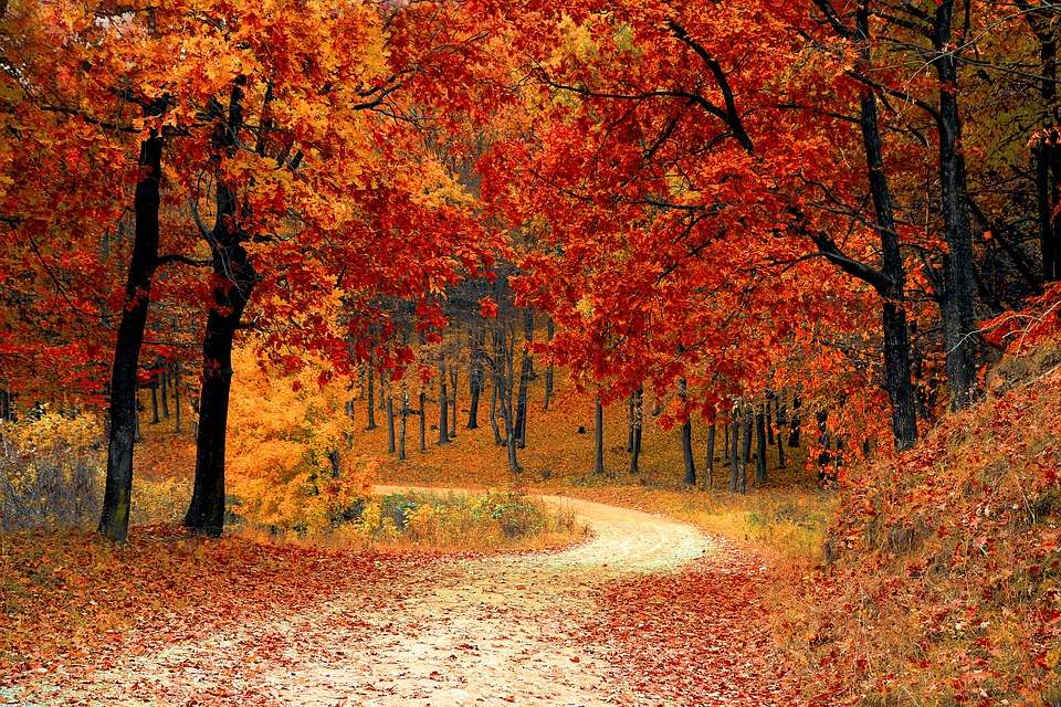 Route à travers la forêt - feuilles d'automne puzzle