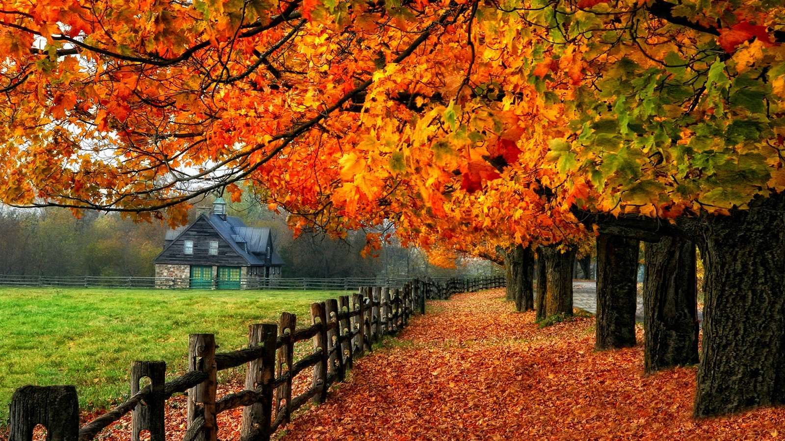 Kolorowe drzewa jesienią. puzzle online