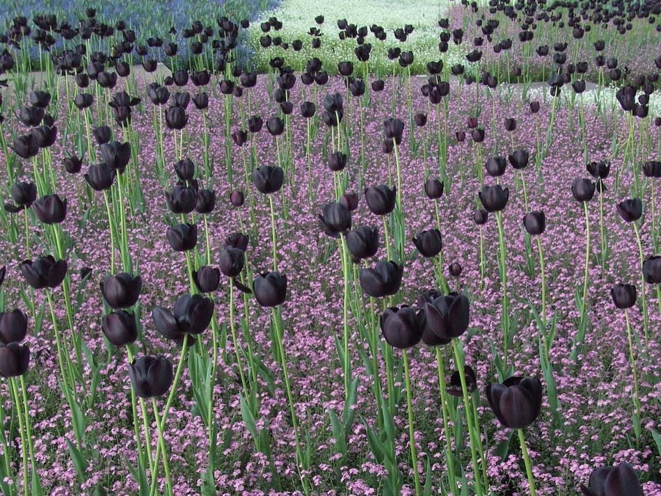 Pole czarnych tulipanów puzzle online