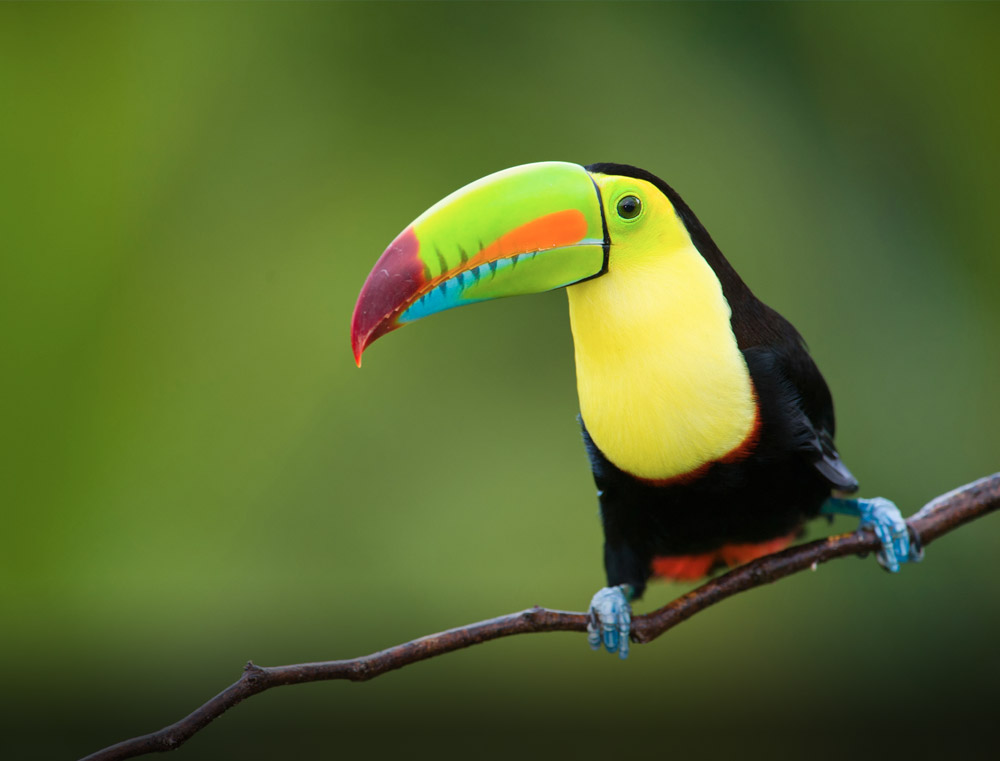 Tropikalne ptaki puzzle online
