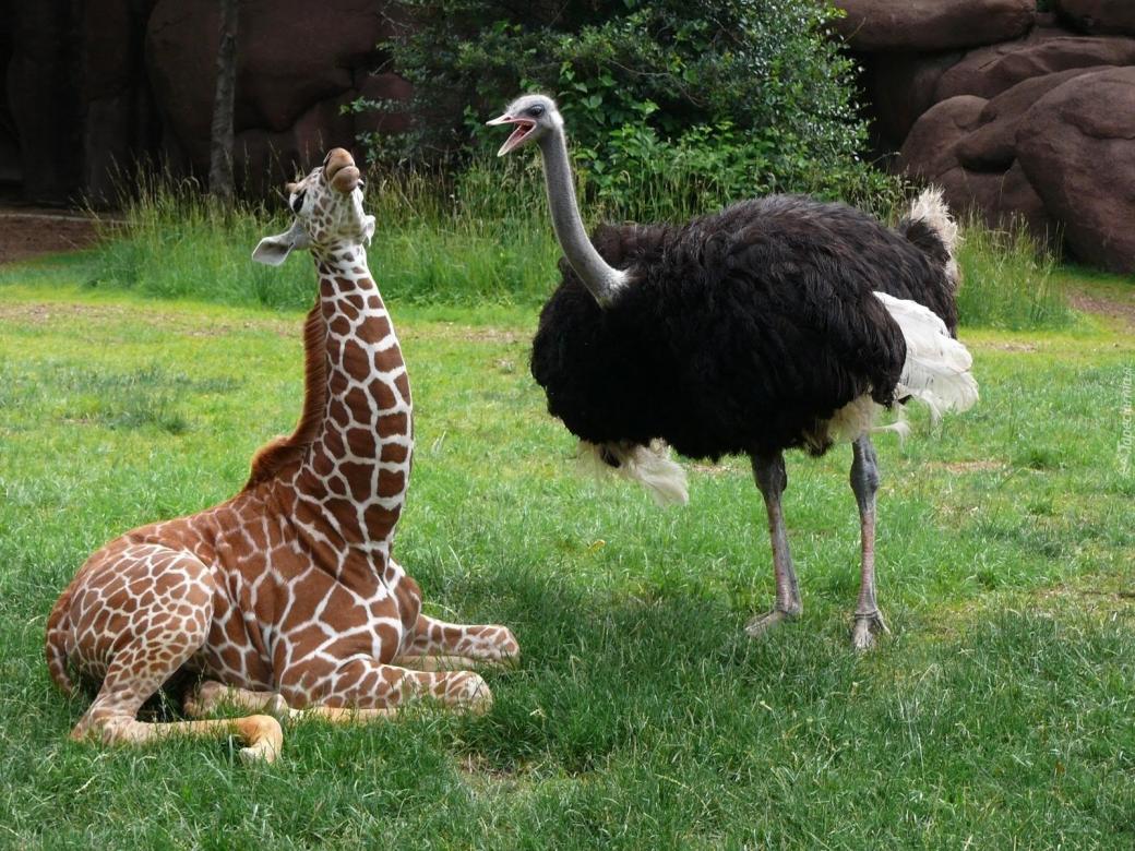Struts och giraff pussel