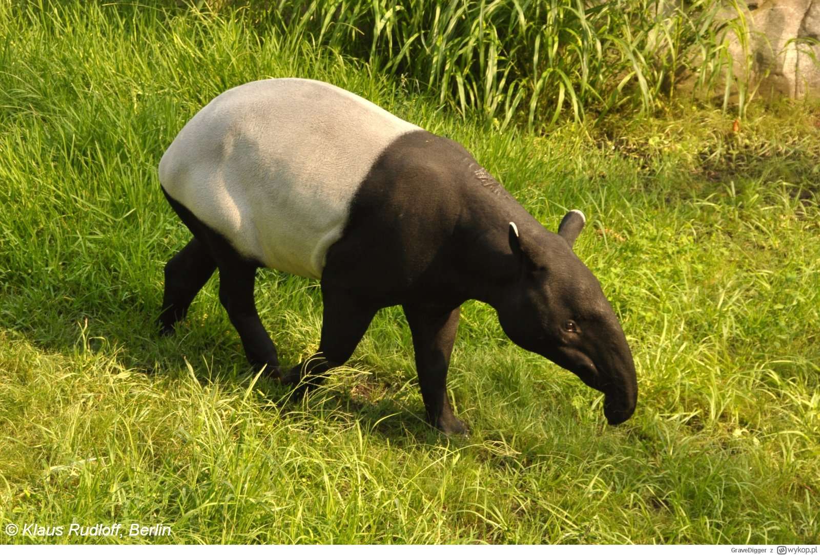 Tapir Malajski. puzzle online