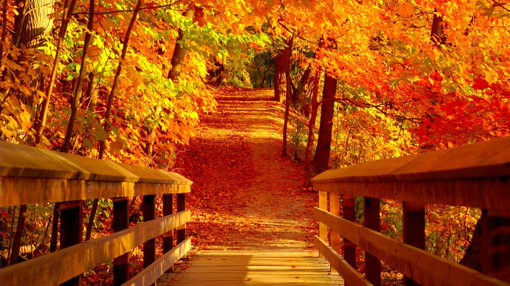 jesienny krajobraz, liście jesienne, jesienne liśc puzzle online
