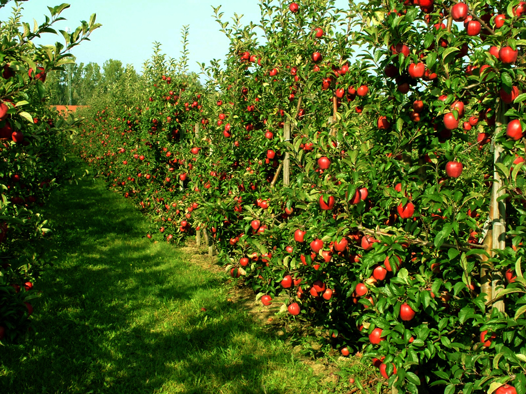 Äppelträdgård. pussel