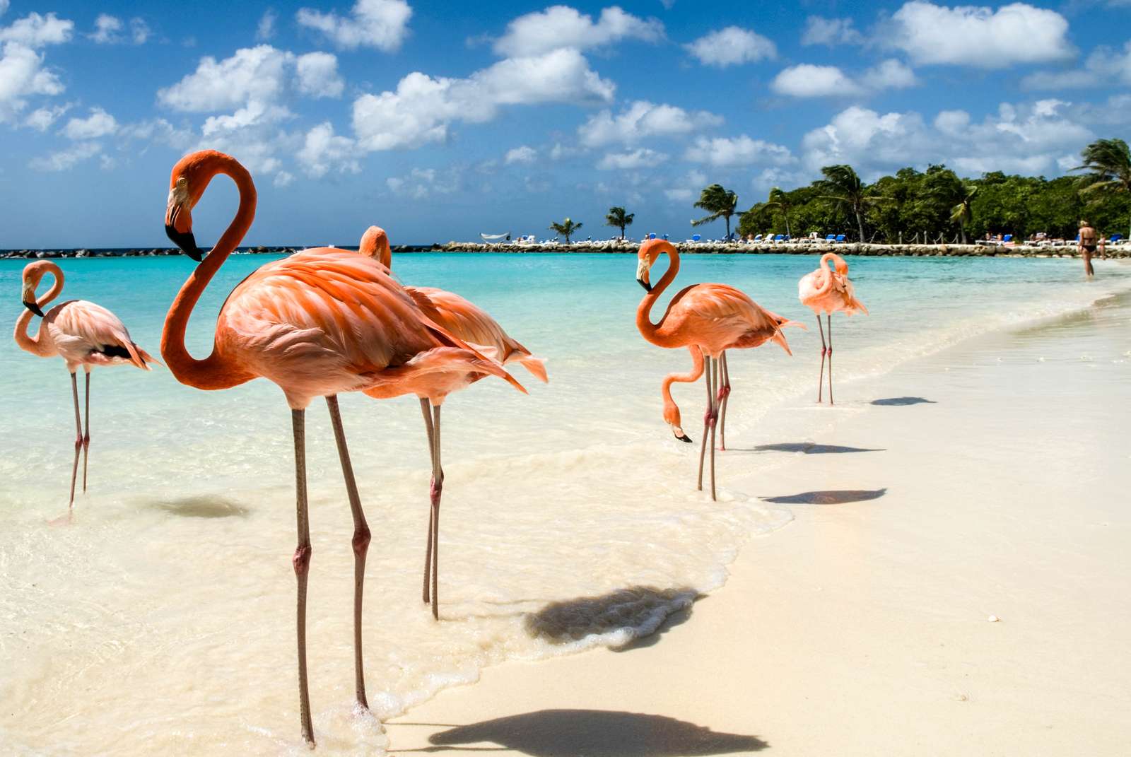 Flamingi na plaży. puzzle online