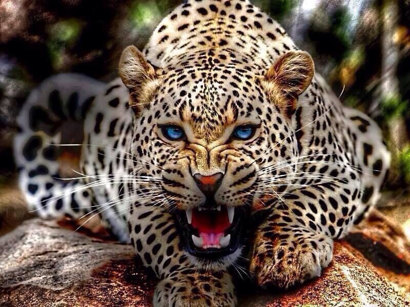 Wild Cat Leopard Face Blue Eyes Animal Dark Black MDF Jigsaw Puzzle 60 Pieces 