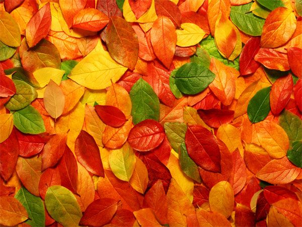 jesienny miszmasz puzzle online