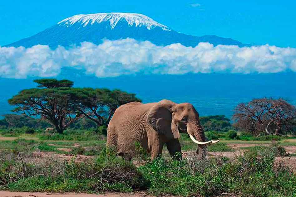 Afrykański słoń. puzzle online