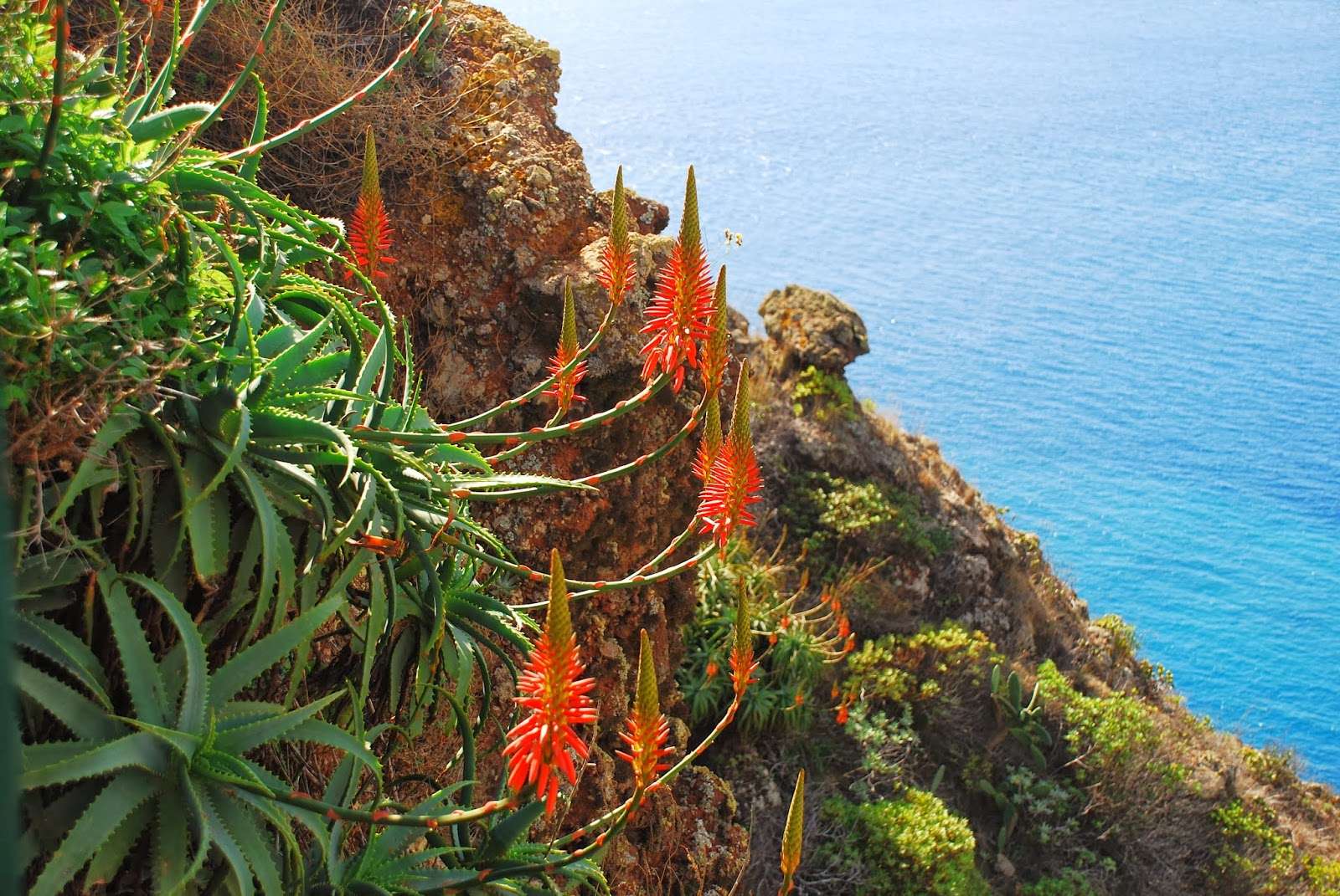 Kwiaty na wyspie Madera. puzzle online