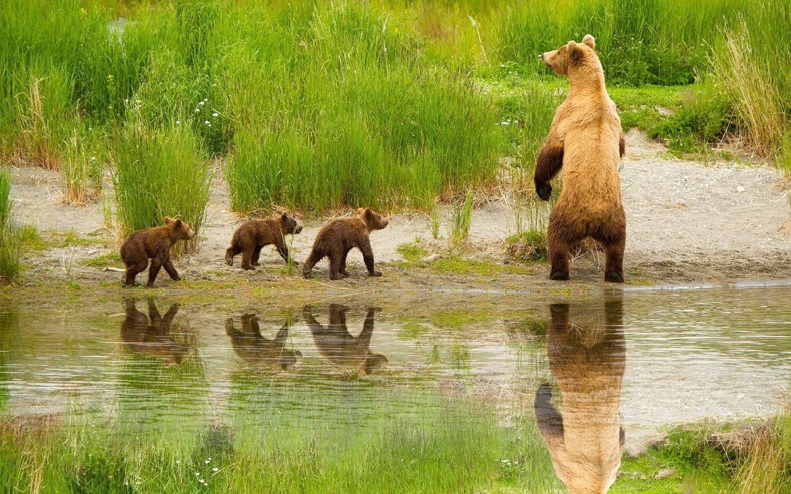 Niedźwiedzia rodzina. puzzle online