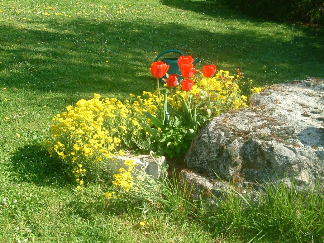 Tulipes Rouge puzzle online
