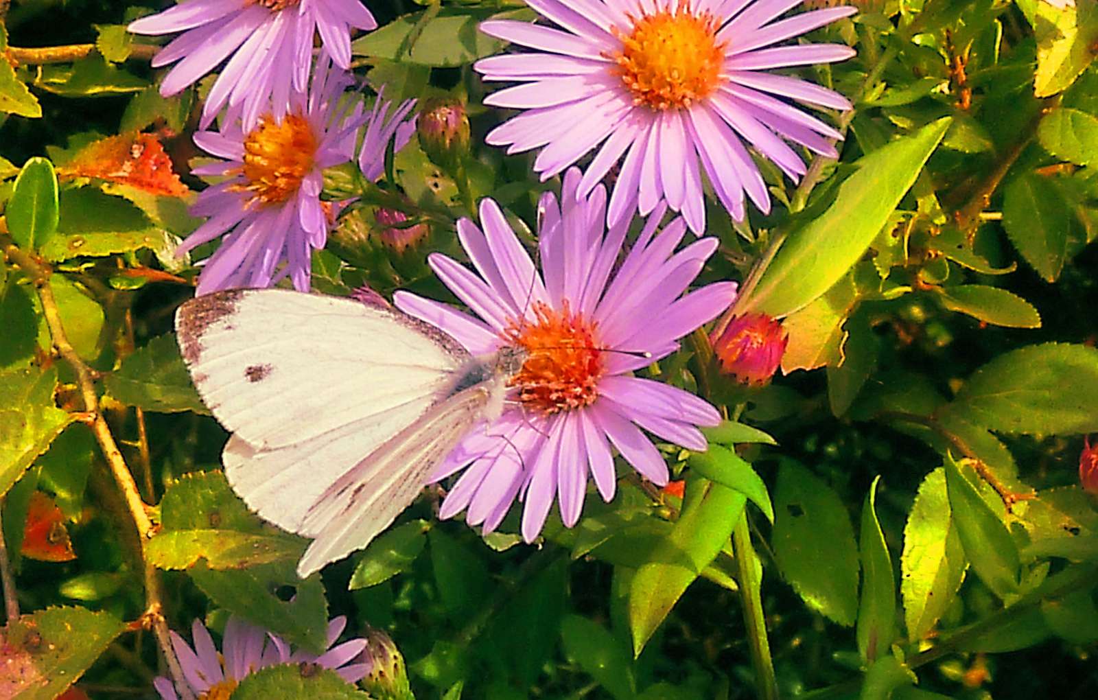 papillon blanc puzzle online