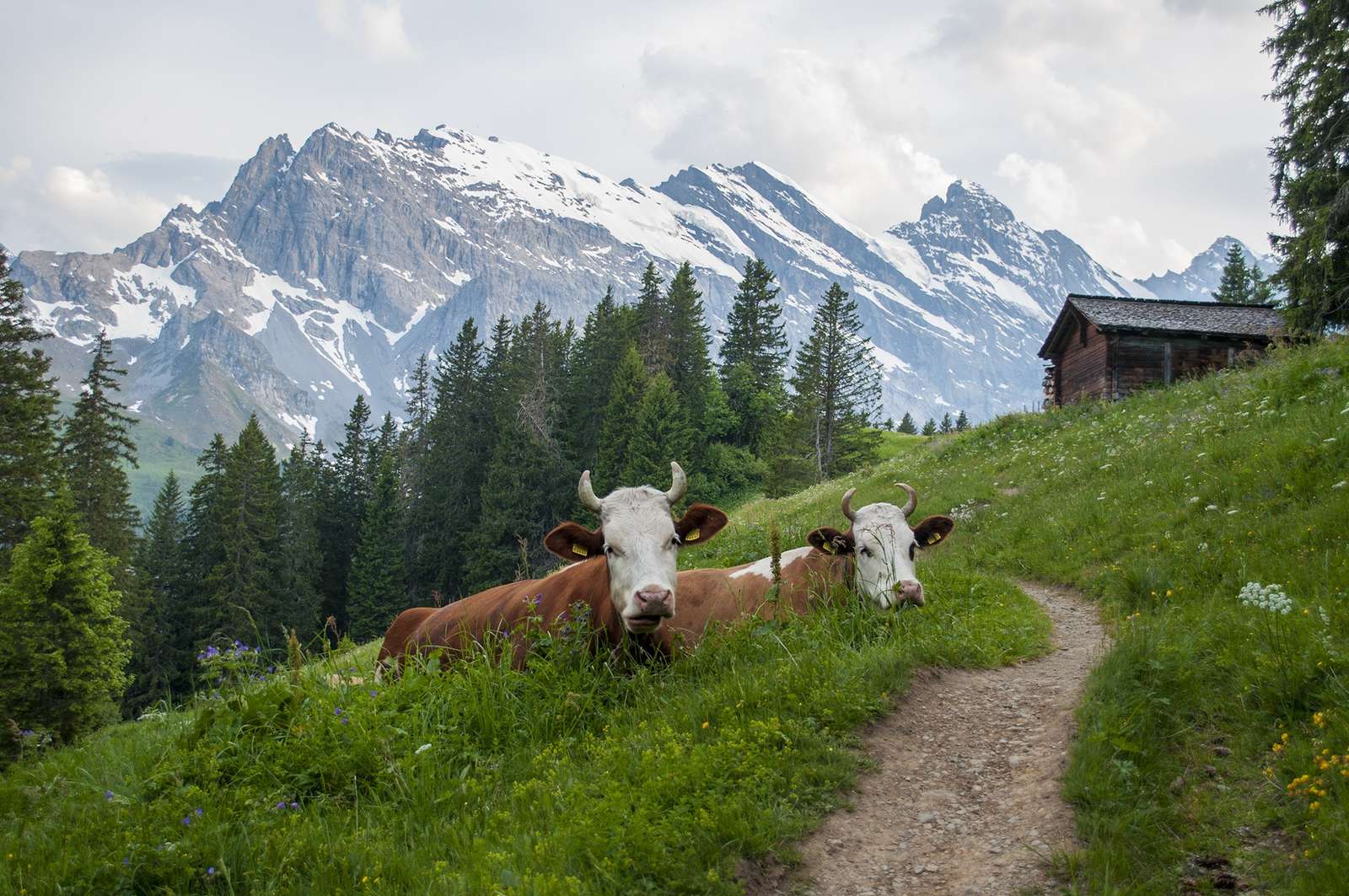 Alpejskie krowy. puzzle online