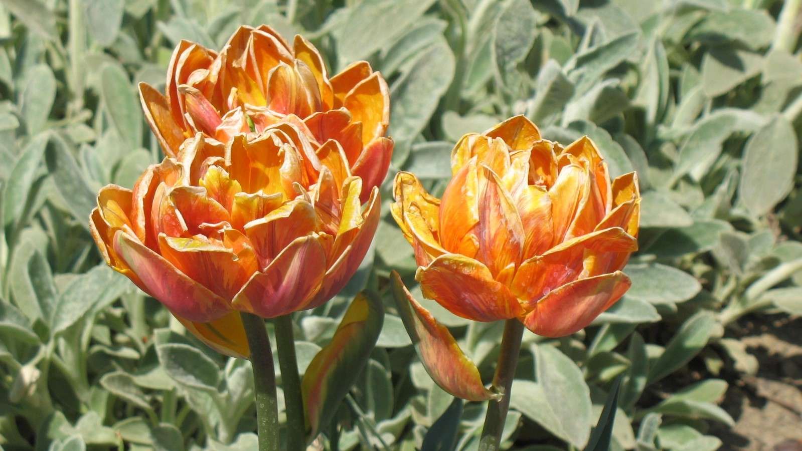 Wiosenne tulipany. puzzle online