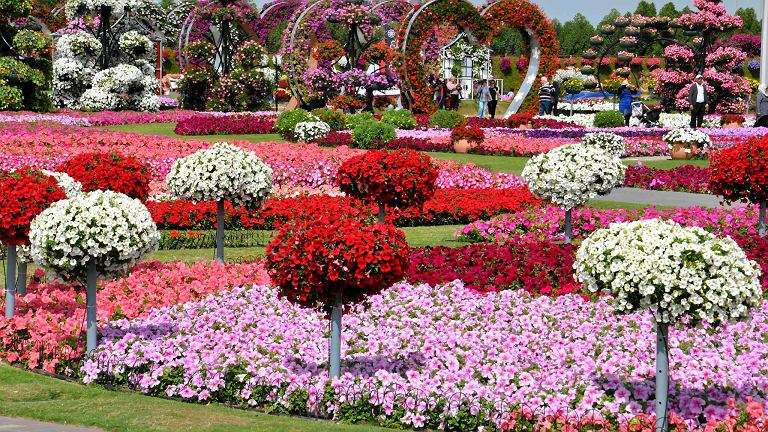 Miracle Garden w Dubaju. puzzle online