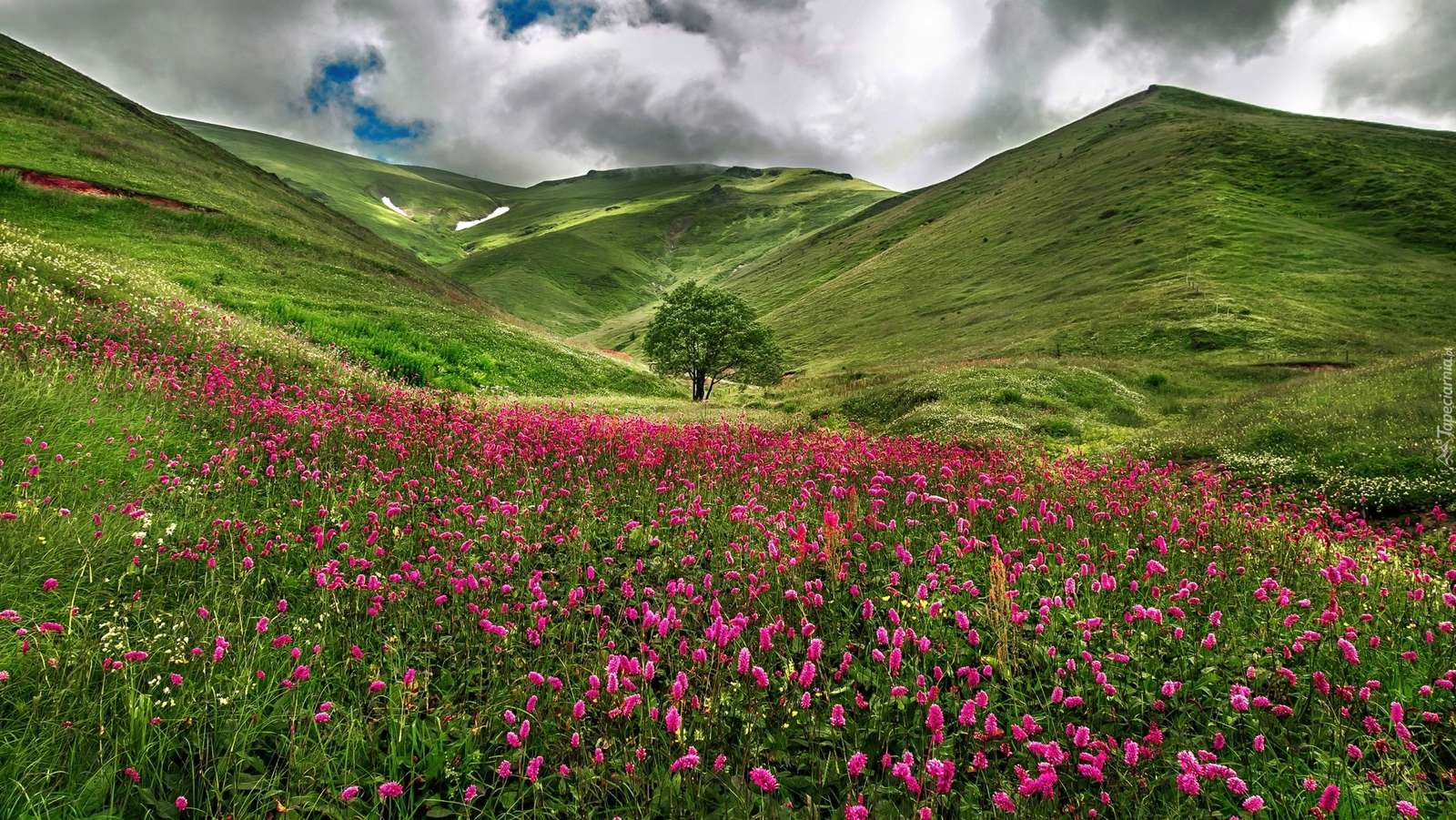 Kwiaty na wzgórzach. puzzle online