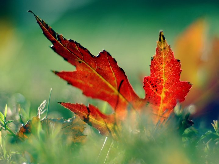 jesienny listek, liście jesienne, jesienne liście puzzle online