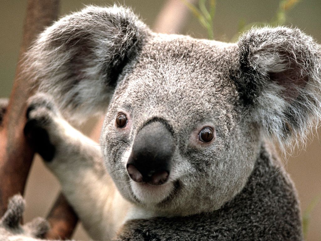 sweet koala puzzle online