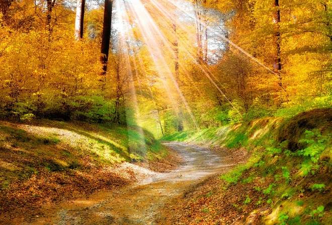 Słońce w jesiennym lesie. puzzle online