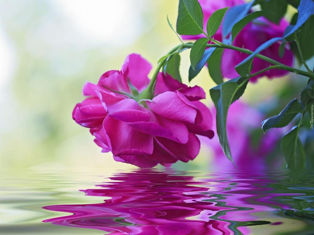 Purpurowa róża. puzzle online