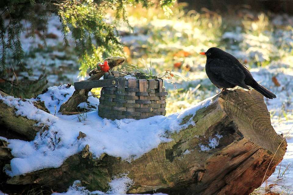 Ptak w zimowym ogrodzie. puzzle online
