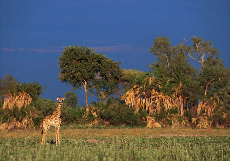 Serengeti,  Park Narodowy puzzle online