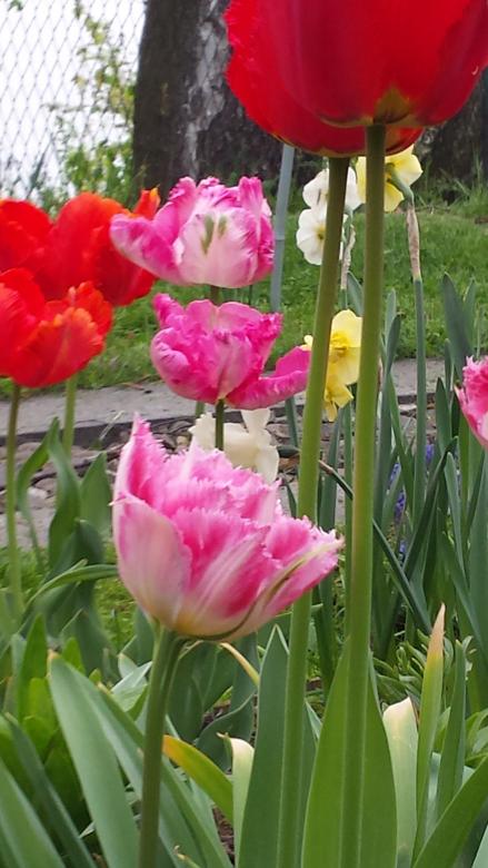 tulipany puzzle online