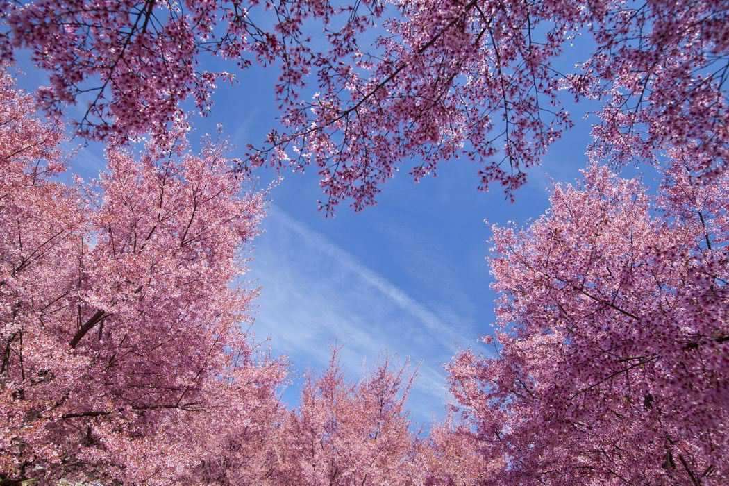 Kwitnące drzewa. puzzle online