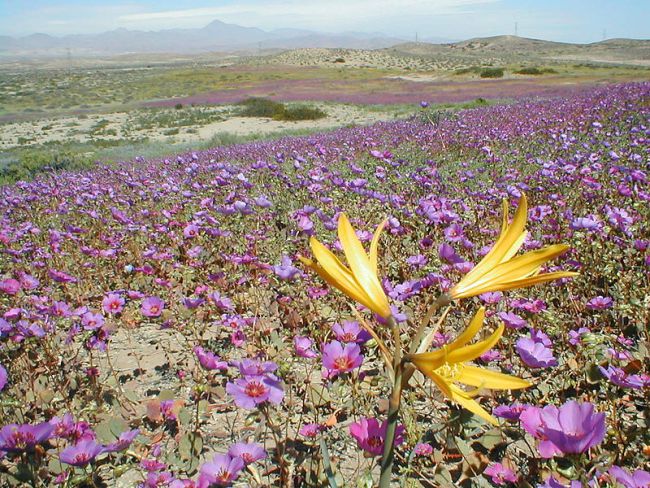 Fleurs dans le désert d'Atacam puzzle