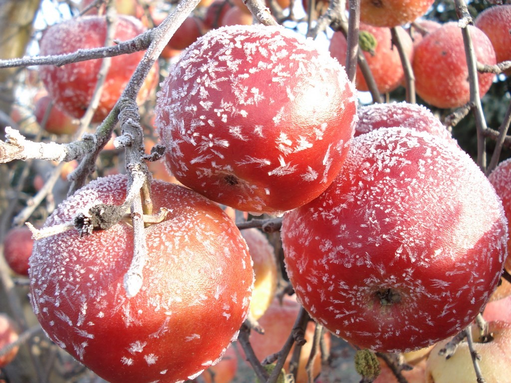 Zimowe jabłka. puzzle online