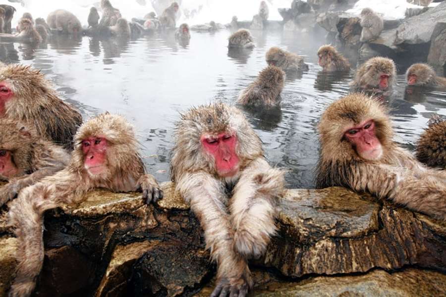 Японские мартышки в горячих источниках фото