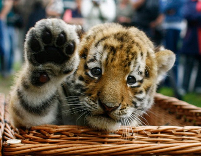 Tiger Baby rompecabezas