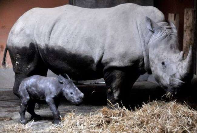 dziecko nosorożec puzzle online