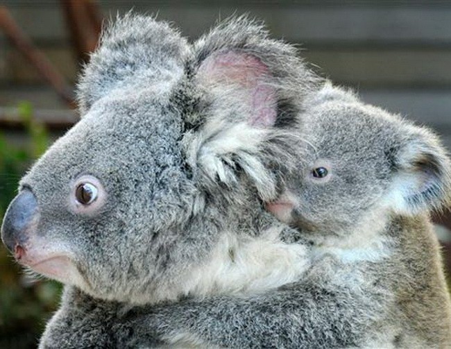 dziecko koala puzzle online