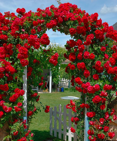 Czerwone pnące róże. puzzle online