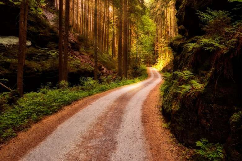 Droga biegnąca przez las. puzzle online
