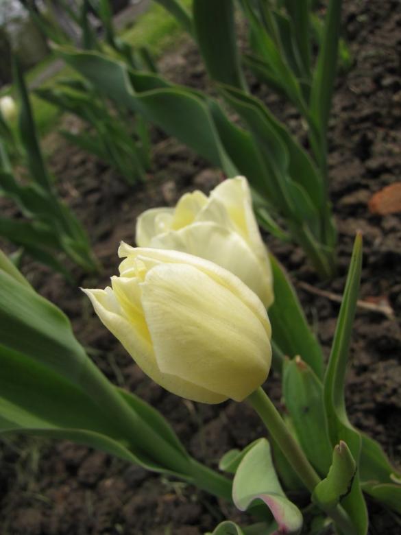 Tulipany -Mari Kaczyńskiej puzzle online