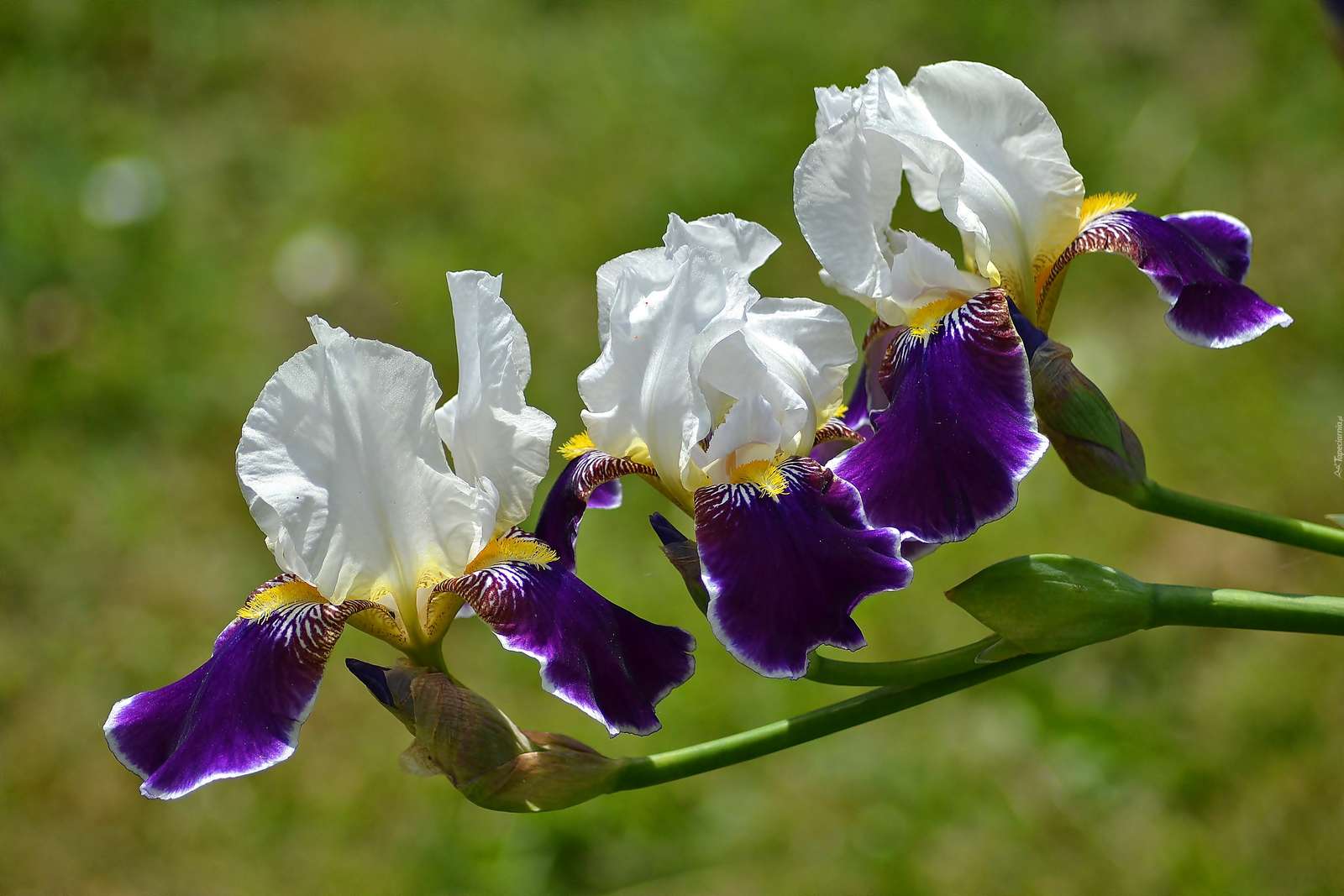 Kleurrijke irissenbloemen online puzzel