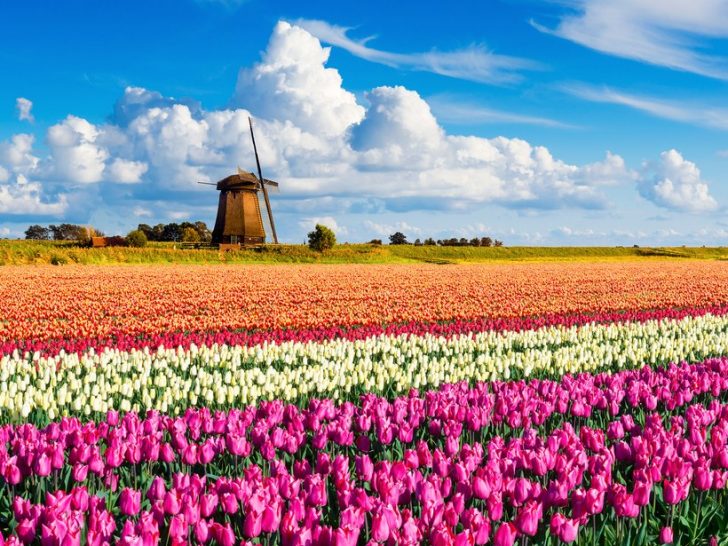 Holandia-Pole kwiatów puzzle online