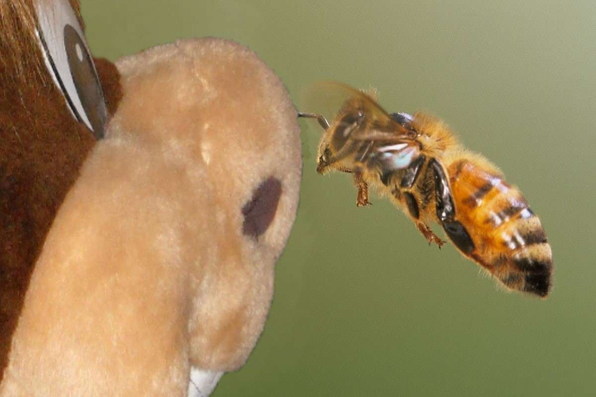 ciekawa pszczoła puzzle online
