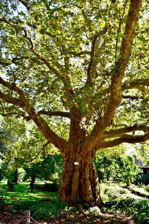 zielone drzewo puzzle online