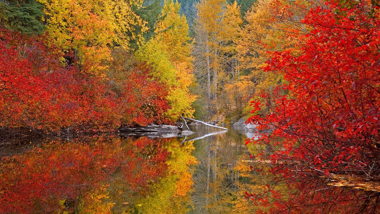 Kolorowa jesień. kolorowe jesienne liście puzzle online