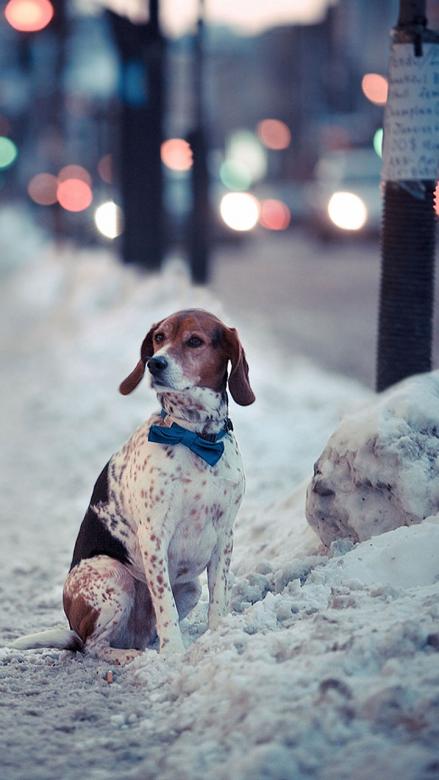 Pies na sniegu zima w londynie puzzle online