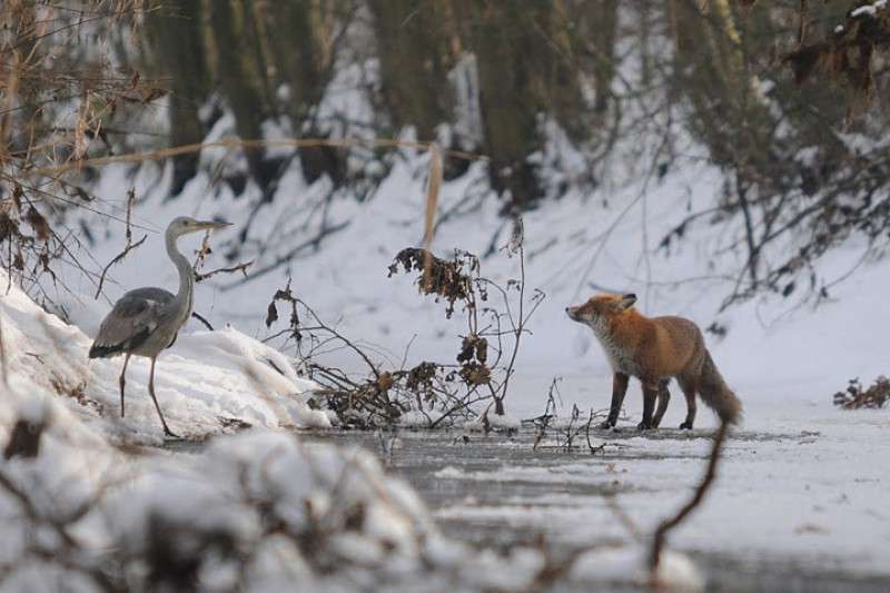 Tiere im Winterwald Puzzle
