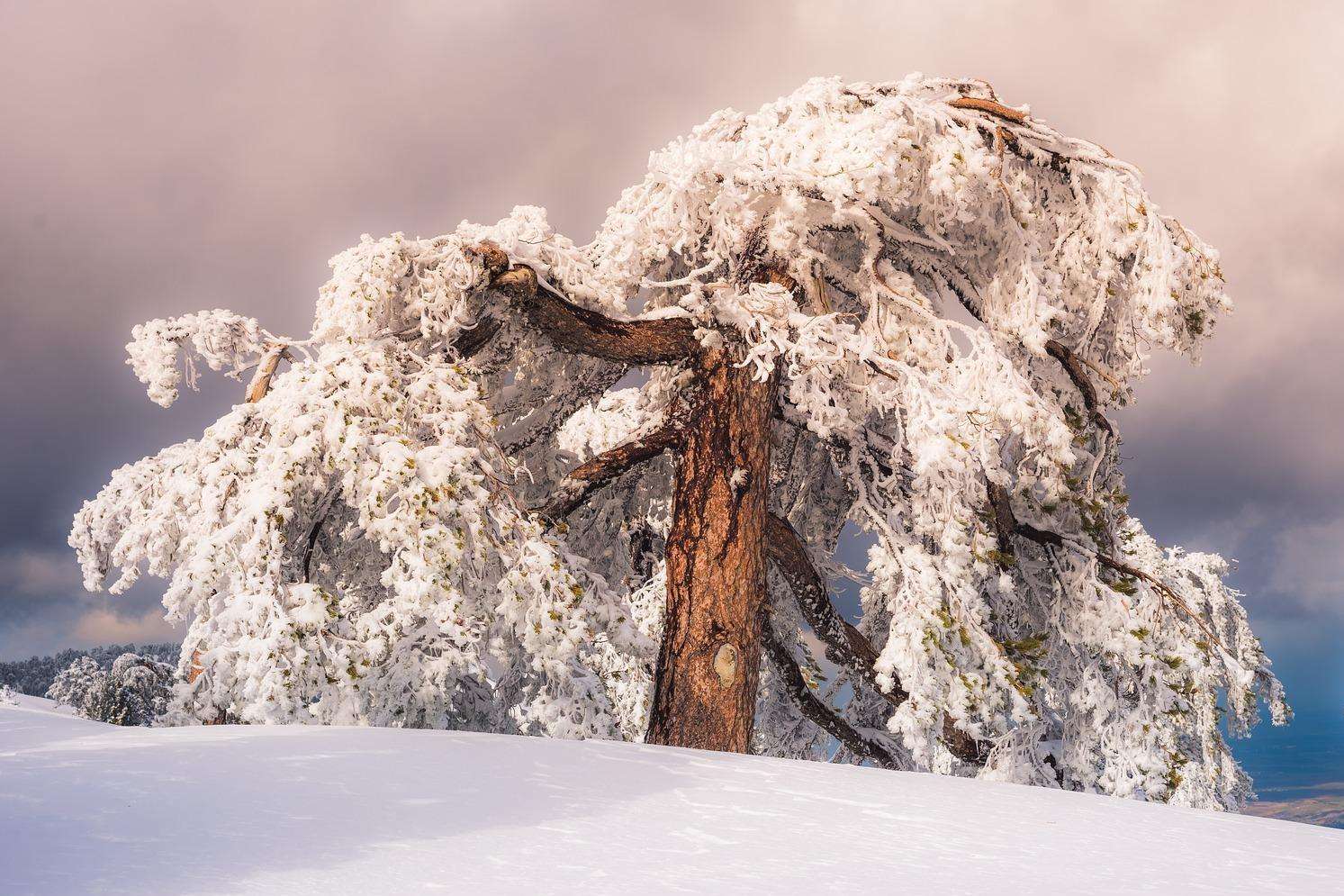 zimowe drzewo puzzle online