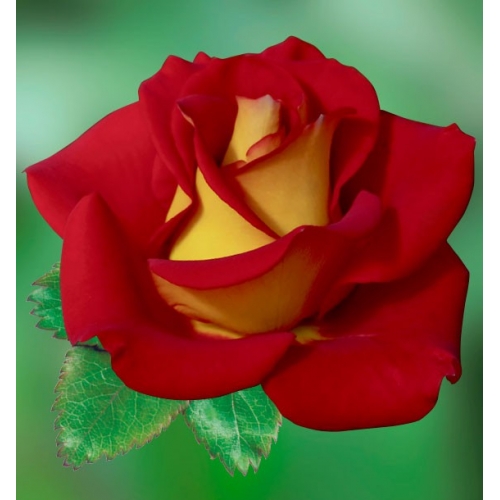 Róża -królowa róż puzzle online