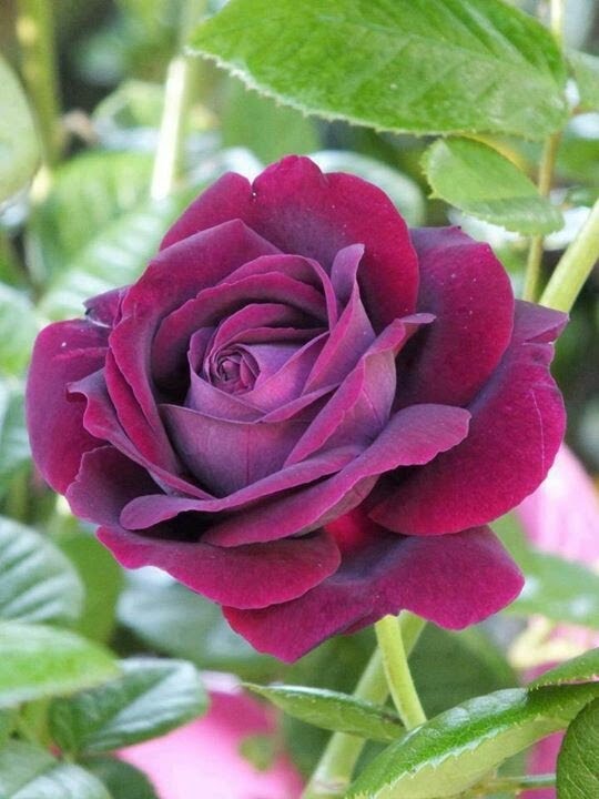 Piękna róża puzzle online